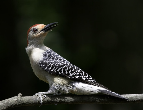 Red-bellied Woodpecker by Renda ...