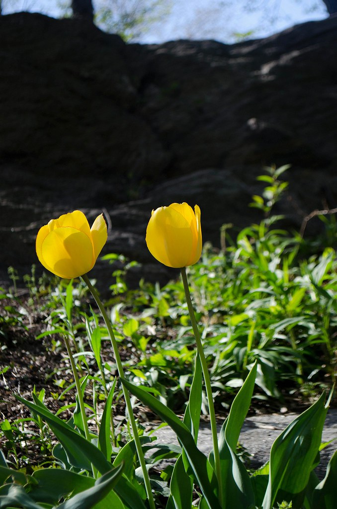 yellow tulip nine years old .jpg