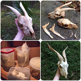 BONELUST BONE PROCESSING PROGRESS: First Adult Goat Skull processing progression photos & timeline.