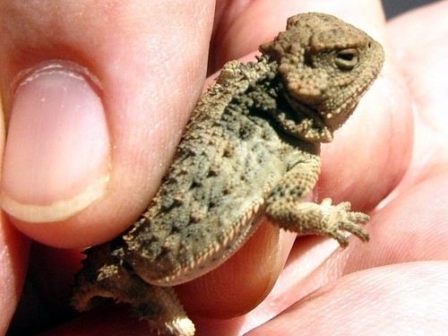 My dad managed to catch a baby horny toad for me... :) it's the first (and last) one I've ever seen.