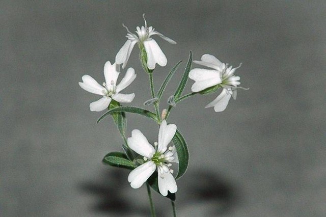 Silenestenophylla