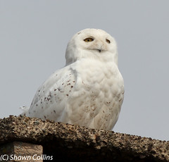 Snowy Owl - Armstrong County