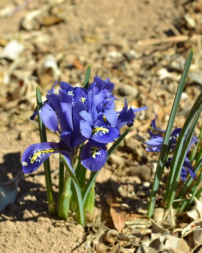 Wildflower iris