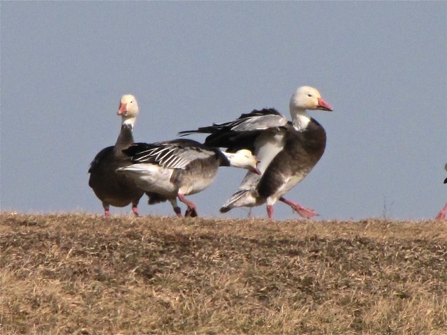 Snow Goose at El Paso Sewage Treatment Center in Woodford County, IL 11