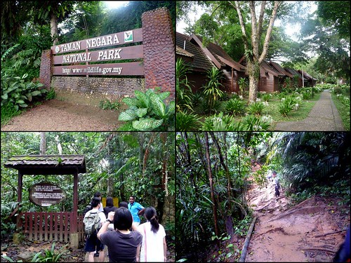 Taman Negara trip  May 2012 - guided jungle trekking
