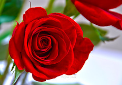 Feb 16th, 2012 - Red Roses