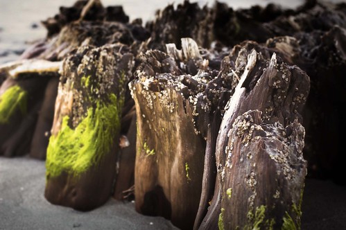 Algae Wood by erickpineda527