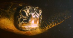 Rescued Sea Turtles - Australian Seabird Rescue