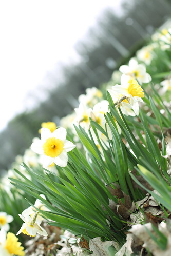daffodils @ rockcliffe park