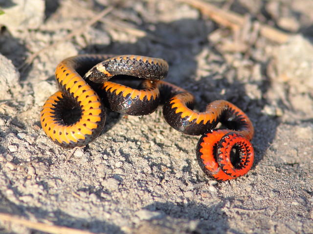 Ring-necked Snake (Diadophis punctatus) 2-20120303