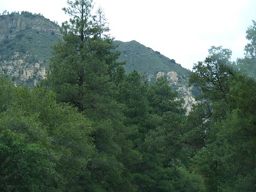 Oak Creek Canyon Mixed Forest