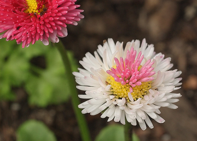 Missouri Botanical Garden (Shaw's Garden), in Saint Louis, Missouri, USA - macro of white flower with pink and yellow