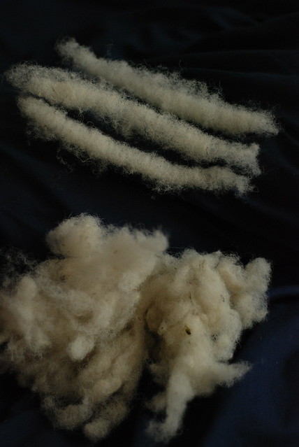 Carded rolags of Wiltshire Horn wool to spin