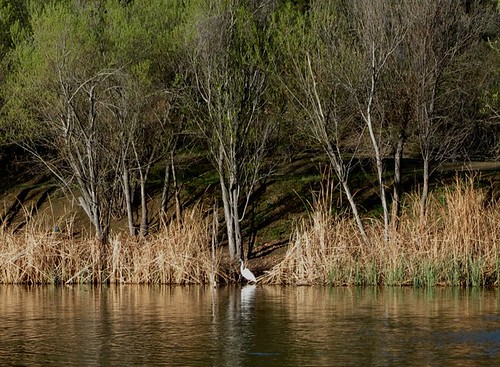 egret at the lake