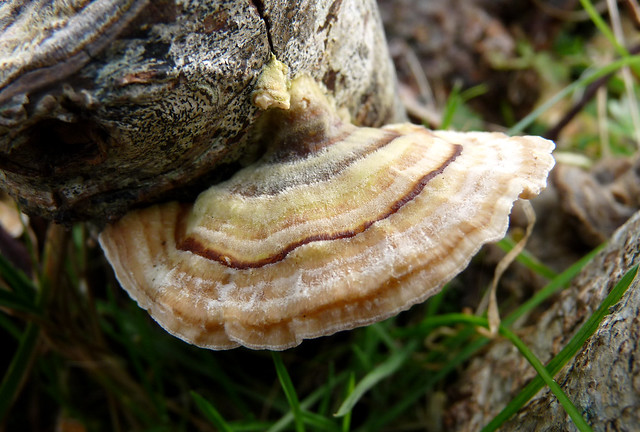 25538 - Turkeytail Fungi