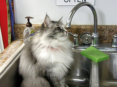 Badu in the sink