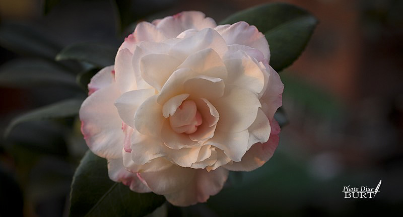 茶花 Camellia