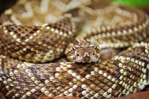 Rattlesnake with nice pattern