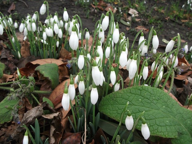 Snowdrops in the New Town
