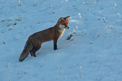 fox 11 02 12 2