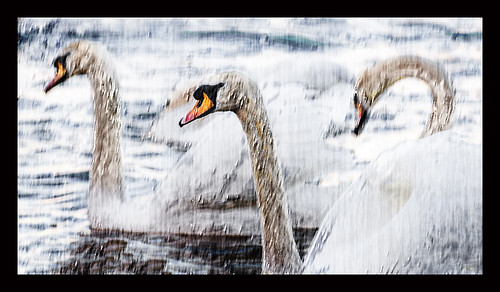 3 swans by sachinvijayan