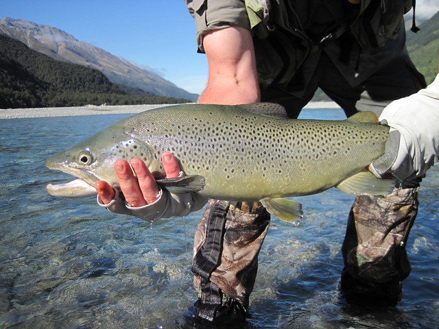 new zealand brown trout
