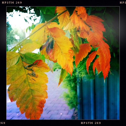 Autumn colour. Day 107/366.