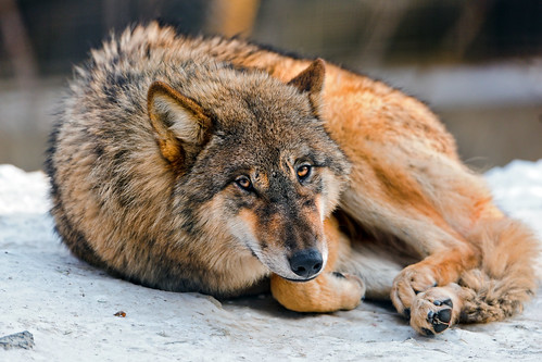  無料写真素材, 動物 , 狼・オオカミ  