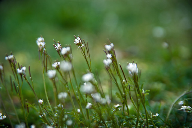 061 white weeds