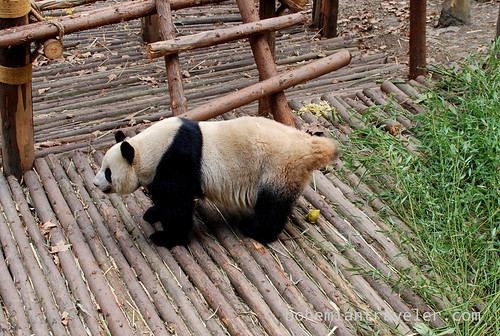 Pandas in Chengdu China 2