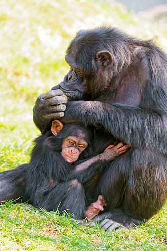  無料写真素材, 動物 , 猿・サル, チンパンジー, 動物  親子  