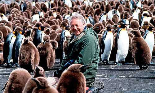 David-Attenborough-Penguins-of-South-Georgia-1992-500px