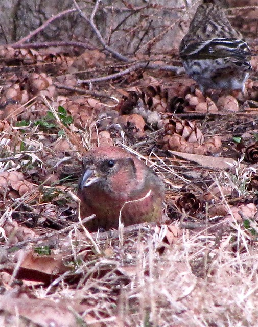 White-winged Crossbill at Greenwood Cemetery in Winnebago County, IL 12