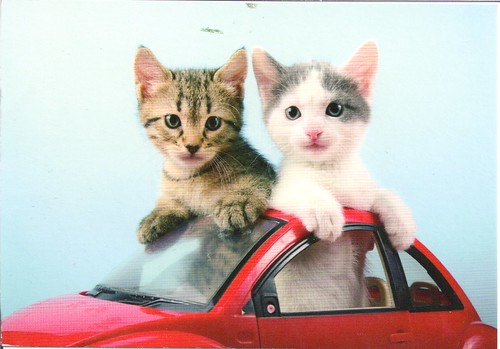 Adorable Kittens in VW Bug