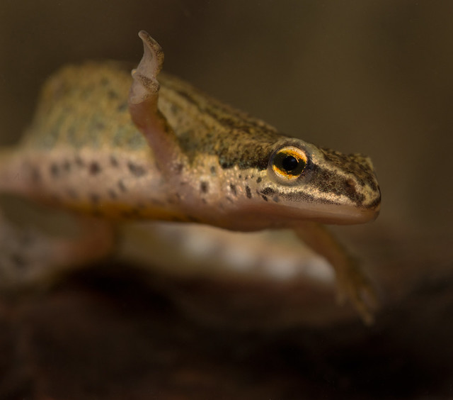 palmate newt from ed pond 2 100mm close up 4 edited