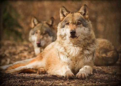 Eurasian Wolf (Canis lupus), Zoopark Chomutov, Czech Republic by Michal Petro