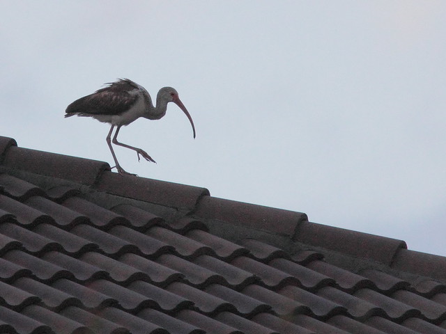 White Ibis on roof 20120316