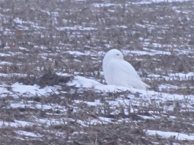 Snowy Owl in McLean County, IL