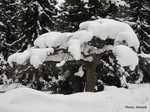 Luminen puu by Anna Amnell