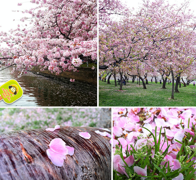 DC cherry blossom 3