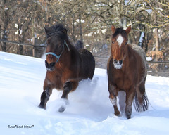 Horses (Oglia & Gigia)