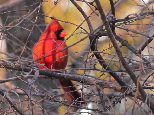 Northern Cardinal on the Constitution Trail in Normal, IL 03