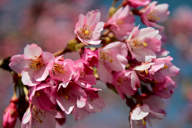 Cherry Blossoms 3
