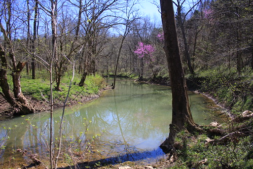 Kentucky Spring Wildflowers 2012