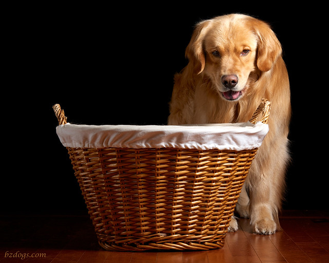 Henry and Basket