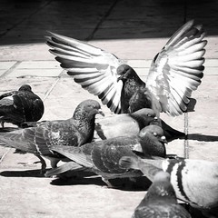 #DailyPigeon 051316 #flex #swole #UrbanWildlife #blackandwhite #Dallas #pigeons