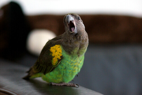 Brown parrot also known as Meyer's Parrot (Poicephalus meyeri)