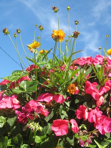 Pink and Yellow Flowers under a Blue Sky