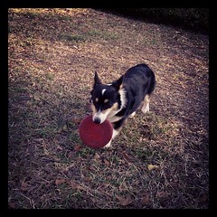 Mar 15, 2012 - frisbee with Nappy! #corgi