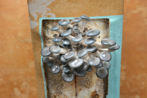 DIY Oyster Mushroom Kit - Day 7 @ 1pm